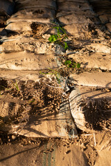 Aged sandbags on the ground