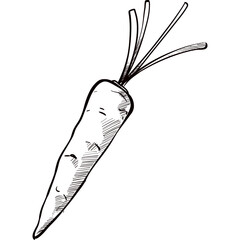 carrot handdrawn illustration