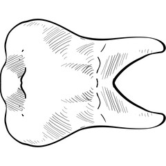 tooth handdrawn illustration