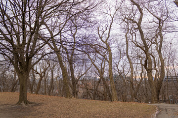 Fototapeta premium Trees during fall in Toronto
