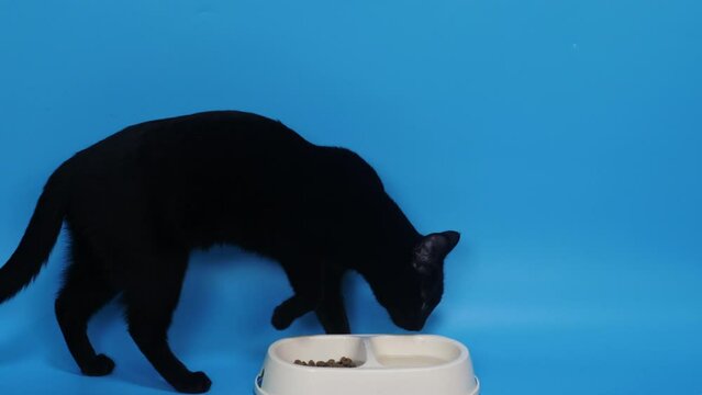 a picky domestic black cat sniffs the food in a cup and does not want to eat it, buries an unpleasant odor, scratches. Animal allergies to dry food.