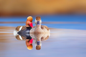 Ducks swimming in a wonderful nature. Colorful nature background. Red crested Pochard. Netta rufina.
