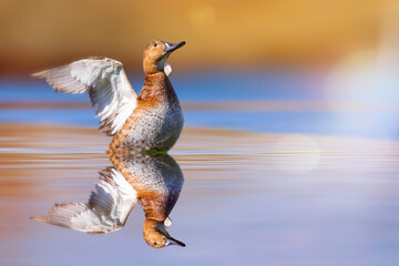 A beautiful duck exercising its wings in the first light of the morning. Colorful nature background. Common Pochard. Aythya ferina.