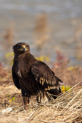 Spotted Eagle in Kuwait