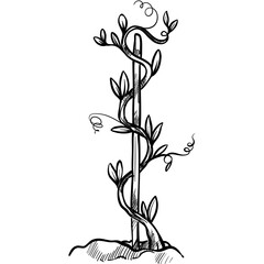 plants handdrawn illustration