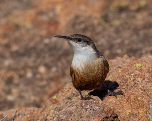 Canyon Wren