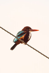 Kingfisher In Kuwait