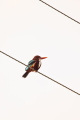 Kingfisher In Kuwait