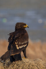 Spotted Eagle in Kuwait