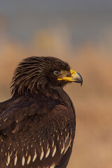 Spotted Eagle in Kuwait