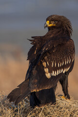 Spotted Eagle in Kuwait