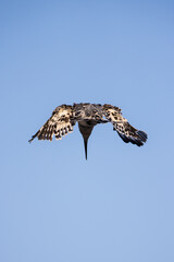 Pied Kingfisher catching fish