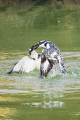 Pied Kingfisher Fight