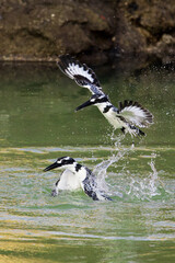 Pied Kingfisher Fight
