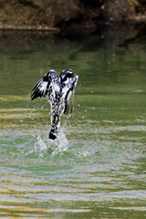 Pied Kingfisher Fight