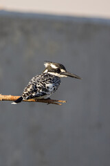 Pied Kingfisher catching fish