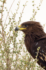 Spotted Eagle in Kuwait