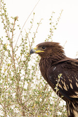 Spotted Eagle in Kuwait