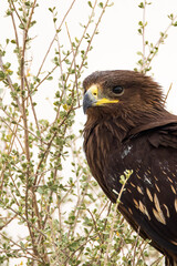 Spotted Eagle in Kuwait