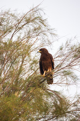 Spotted Eagle in Kuwait