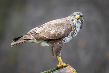 Common Buzzard (Buteo buteo) sitting on a branch. Birds of prey . Wildlife scenery.	