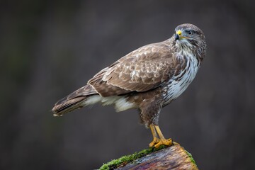 Common Buzzard (Buteo buteo) sitting on a branch. Birds of prey . Wildlife scenery.	