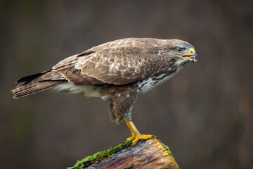 Common Buzzard (Buteo buteo) sitting on a branch. Birds of prey . Wildlife scenery.