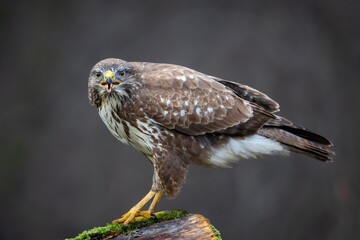 Common Buzzard (Buteo buteo) sitting on a branch. Birds of prey . Wildlife scenery.