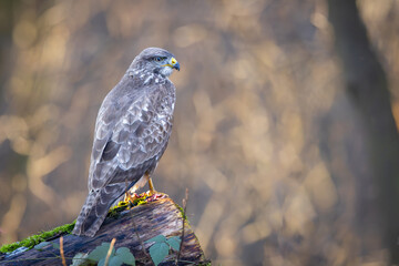 Common Buzzard (Buteo buteo) sitting on a branch. Birds of prey .