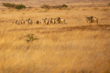 Lions (Panthera leo) hunting in the grasslands of Kenya looking at oncoming Wildebeest