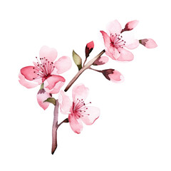 Watercolor illustration of pink cherry blossom isolated on background. PNG transparent background.