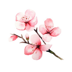 Watercolor illustration of pink cherry blossom isolated on background. PNG transparent background.