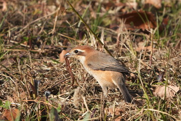 bull headed shrike is hunting a earthworm