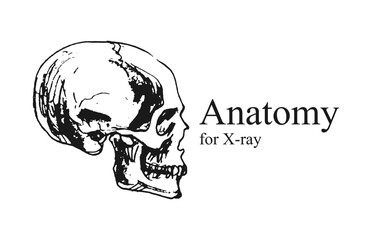 Hand drawn anatomy on white and black backgrounds. Anatomy human body connection, Vector hand drawn illustration