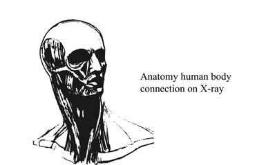 Hand drawn anatomy on white and black backgrounds. Anatomy human body connection, Vector hand drawn illustration