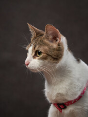 A cat with a white and brown coat gazes to the side, its collar hinting at a cherished pet's life