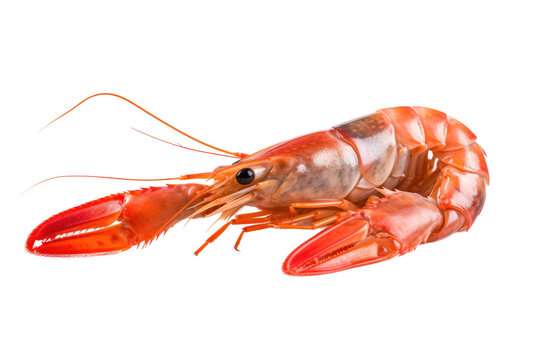 Shrimp Picture Isolated On Transparent Background