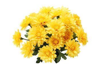 Vibrant Chrysanthemum Blooms Isolated On Transparent Background