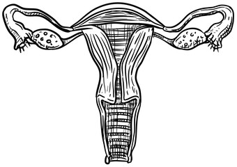womb handdrawn illustration