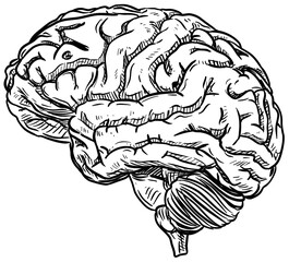 brains handdrawn illustration