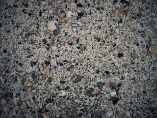 Seashells on the beach