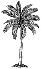 coconut tree handdrawn illustration