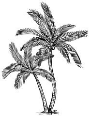 coconut tree handdrawn illustration