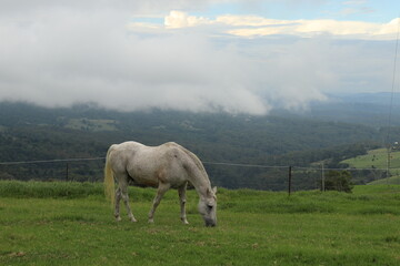 White Horse grazing