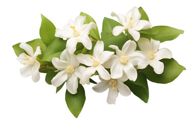 Enchanting Close-up View of Jasmine Flowers Isolated on Transparent Background PNG.