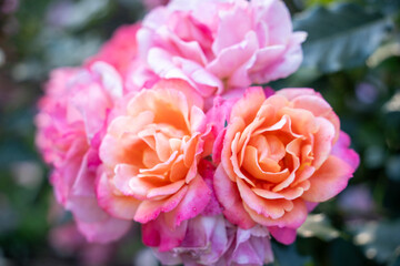 相模原北公園のバラ