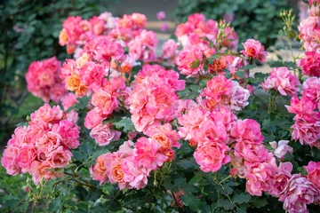 Fotobehang Fluor Roze 相模原北公園のバラ  © Yuki