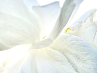 Close up Under the carnation petals, white flower isolated reflected light