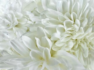 Close up white chrysanthemum, carnation petals isolated white background clipping path 
