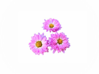 Pink,purple chrysanthemum petals isolated white background clipping path in